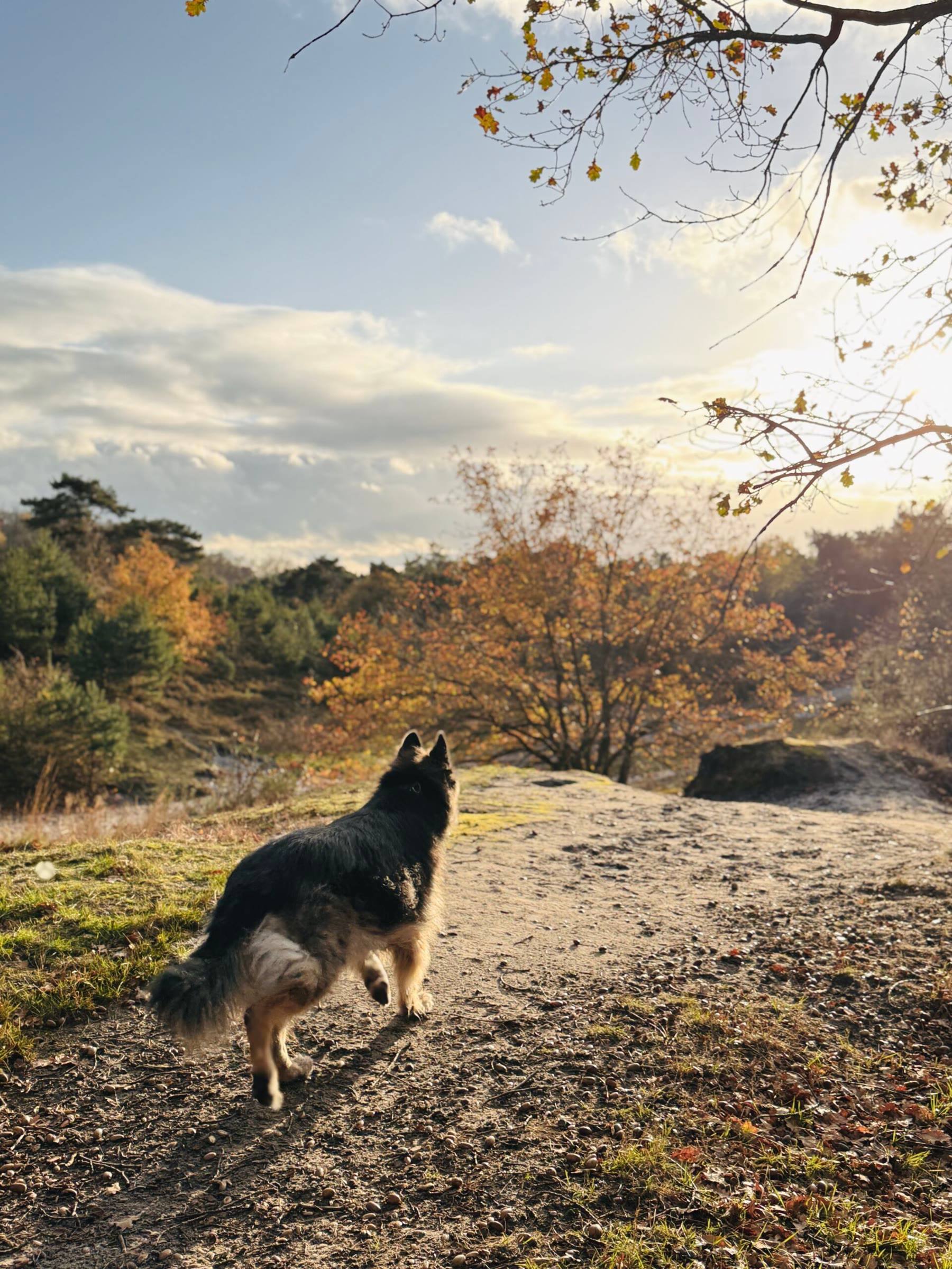 Arya standing on a rock among autumn leaves
