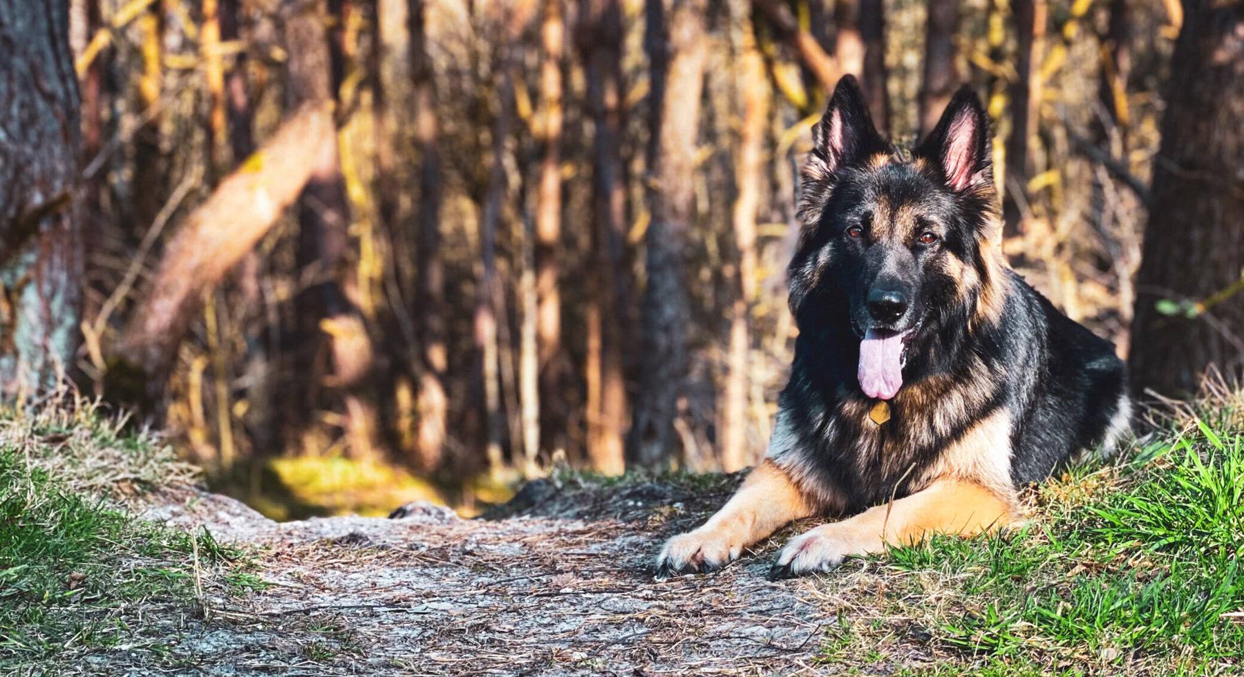 Arya, an Old German Shepherd, resting on the forest floor in warm evening light