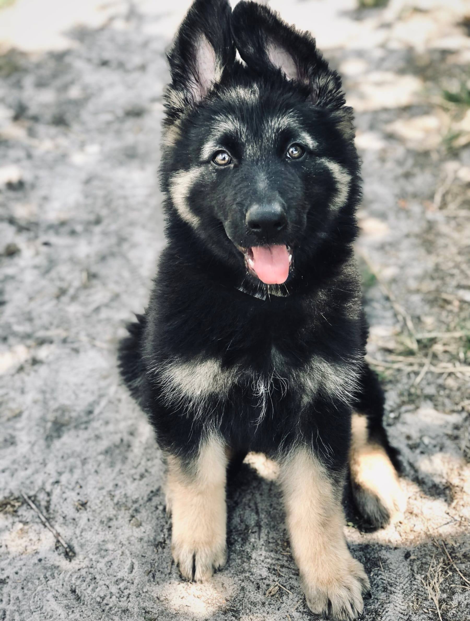 Arya as a young puppy, ears up and tongue out