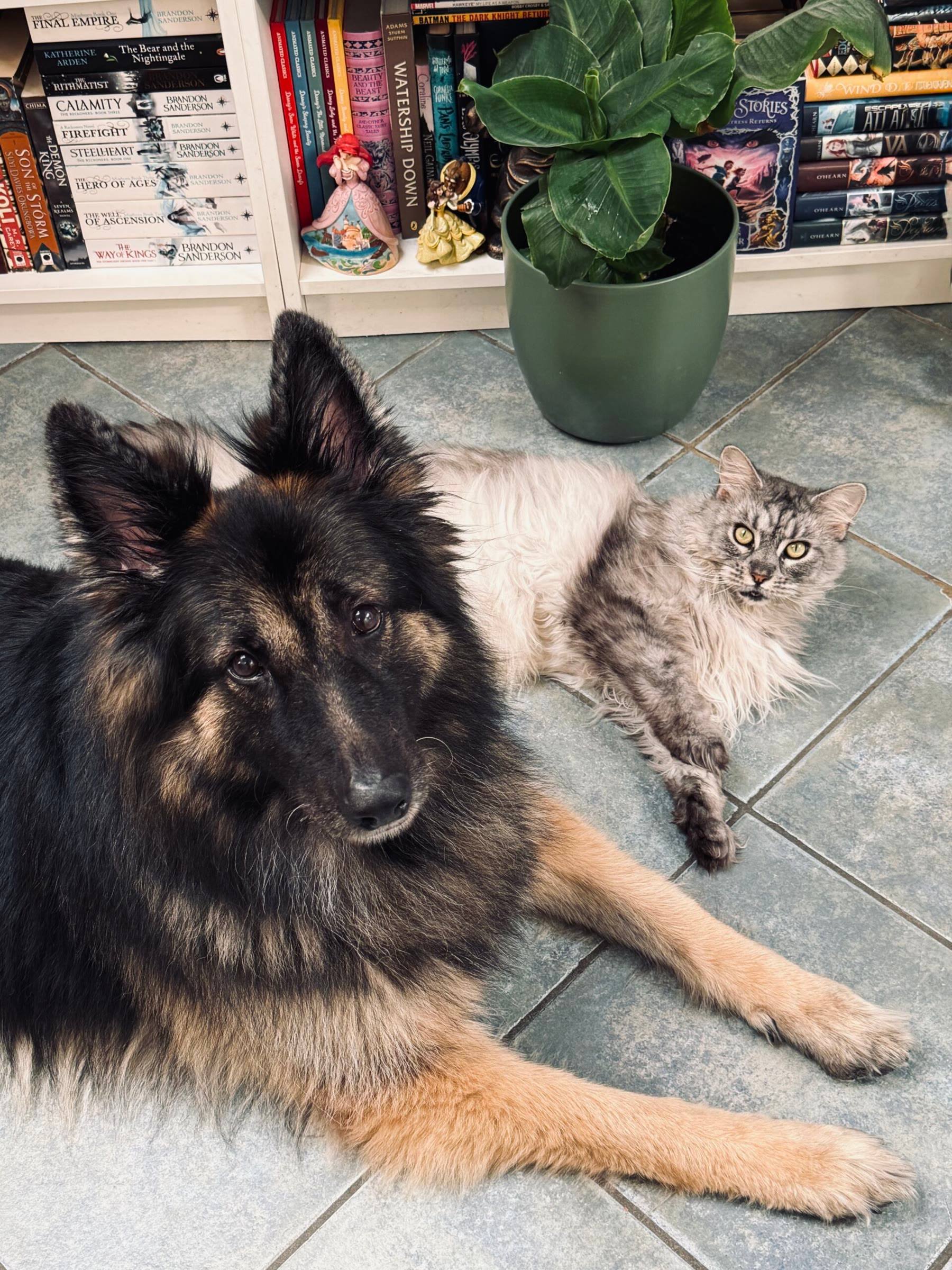 Arya the Old German Shepherd and Sansa the Maine Coon lying side by side on a tiled floor