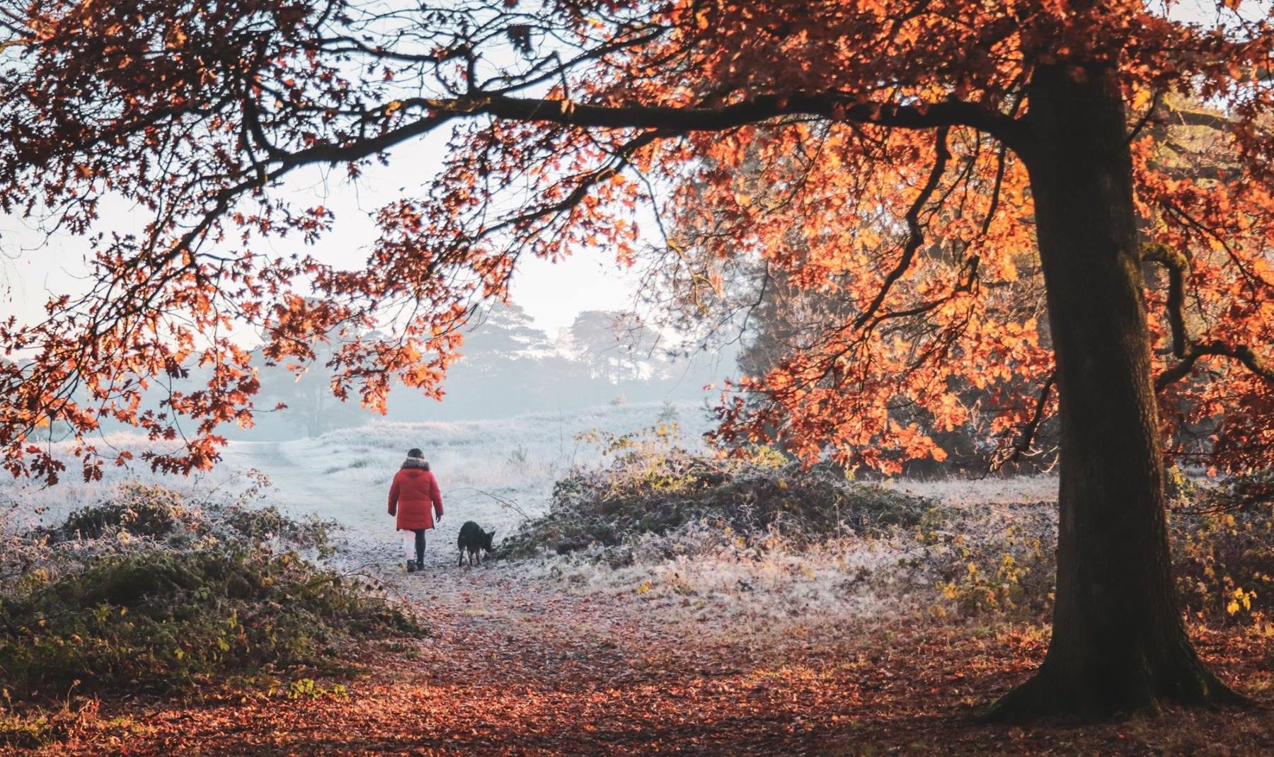 A misty autumn park with red and orange trees