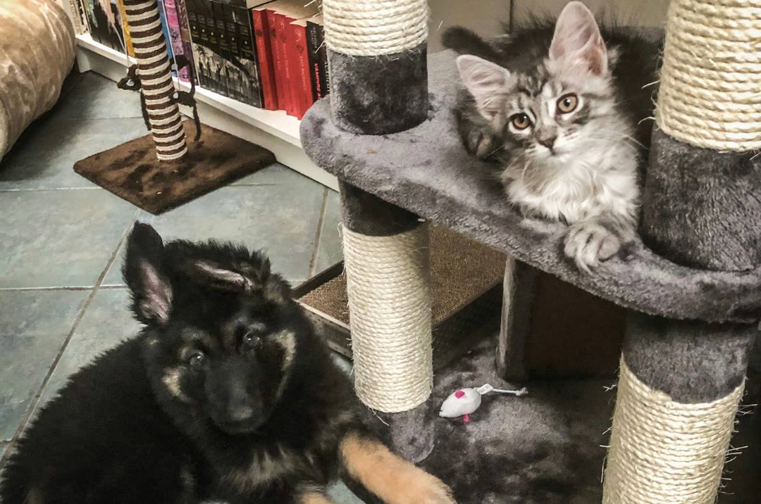 A German Shepherd puppy and a Maine Coon kitten playing together by a cat tree