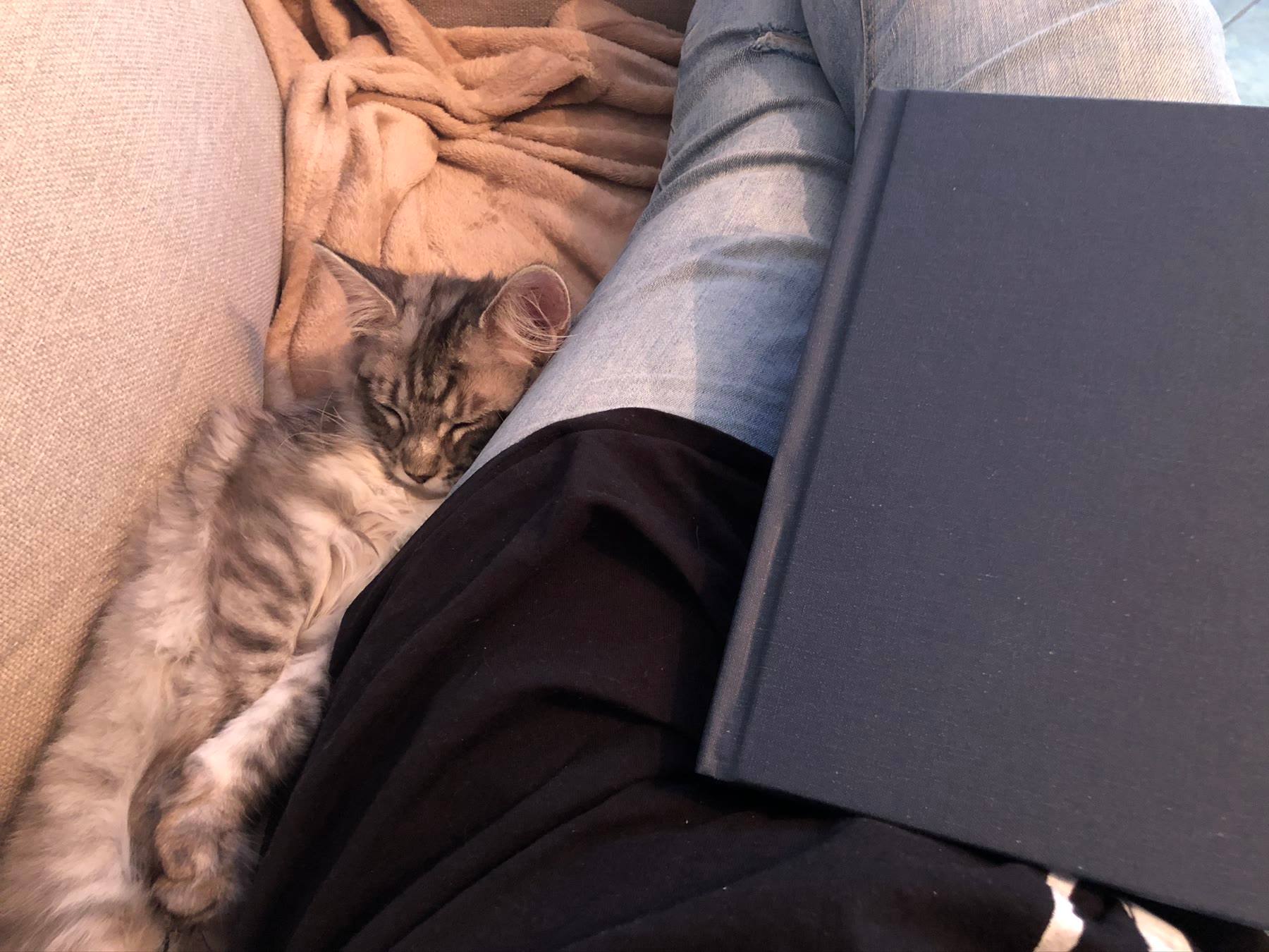 Sansa the Maine Coon napping beside an open book