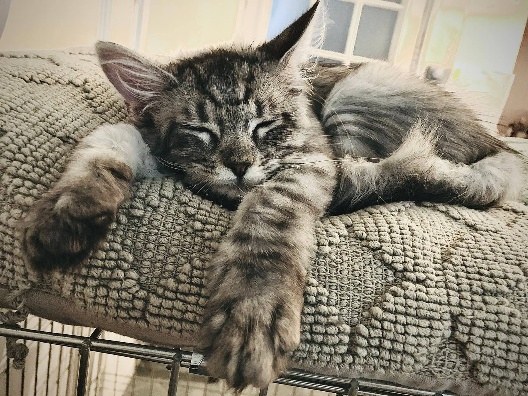 Sansa, a silver Maine Coon, fast asleep on a cushion with one paw stretched out