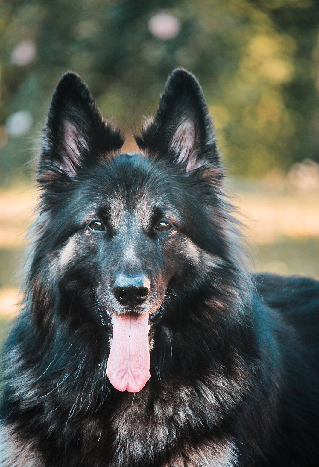 Portrait of Arya, a long-haired Old German Shepherd, ears up and tongue out in golden light