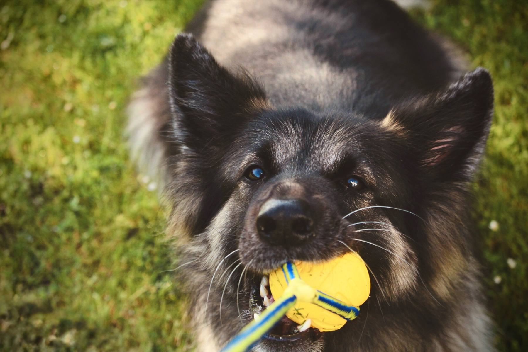 Close-up of Arya holding a yellow ball toy in her mouth on the grass