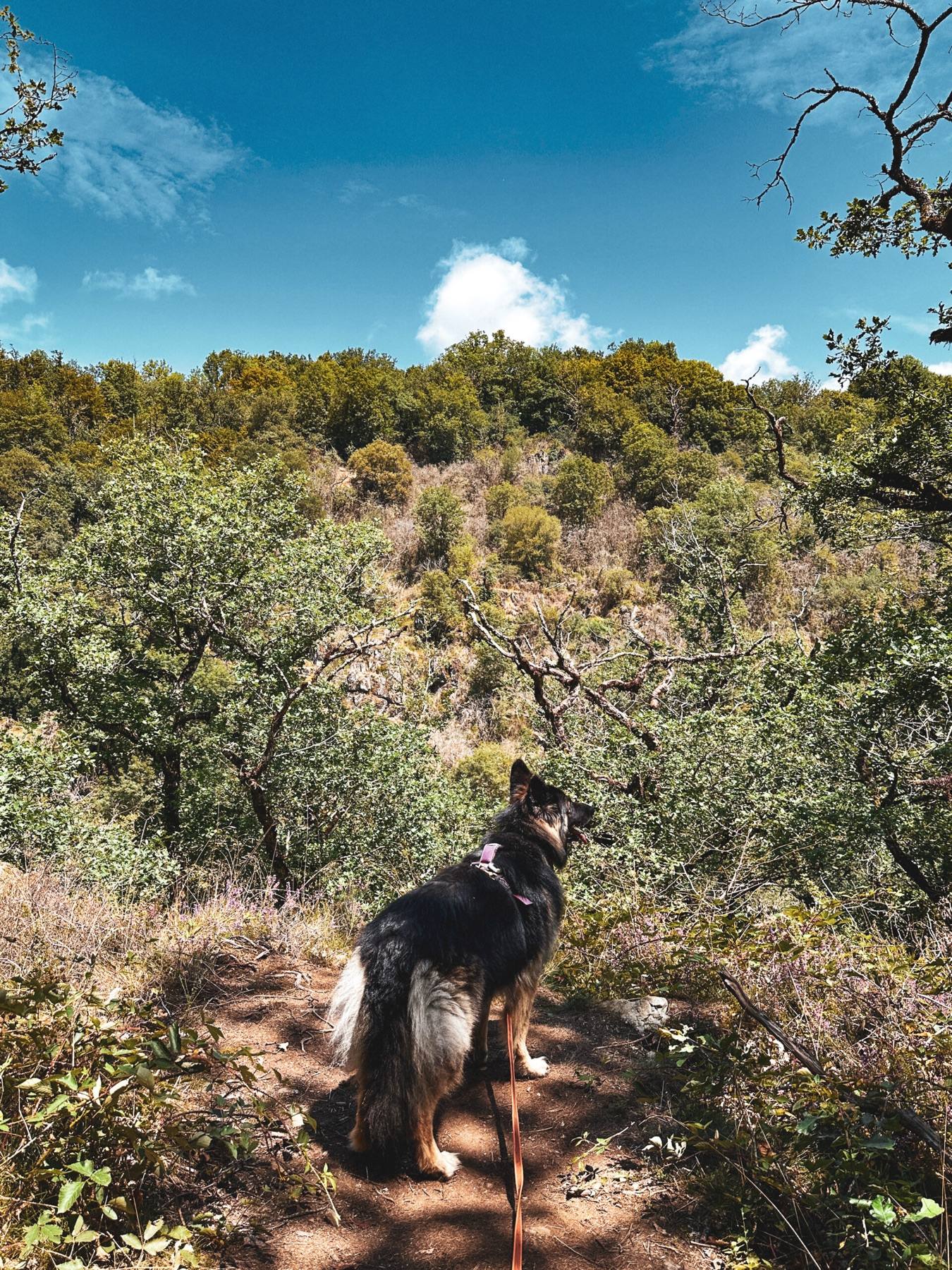 Arya on a hiking trail through low green woodland under a blue sky