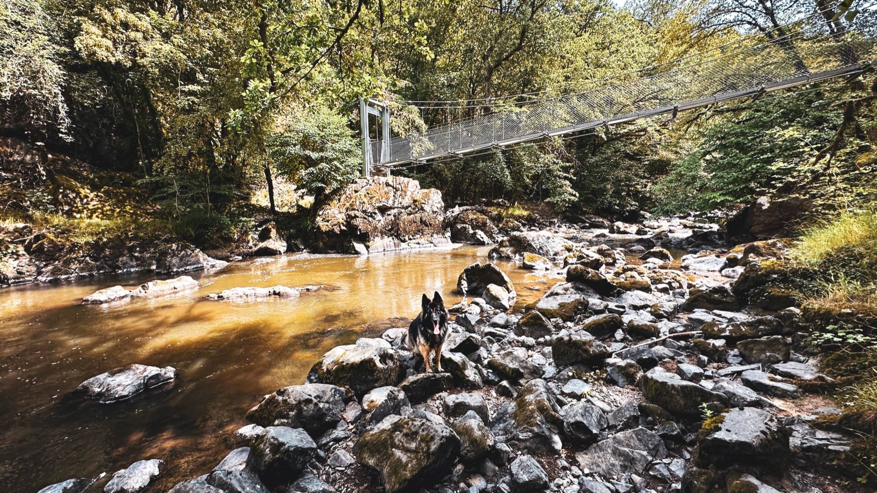 Arya standing on river rocks below a suspension bridge in the forest
