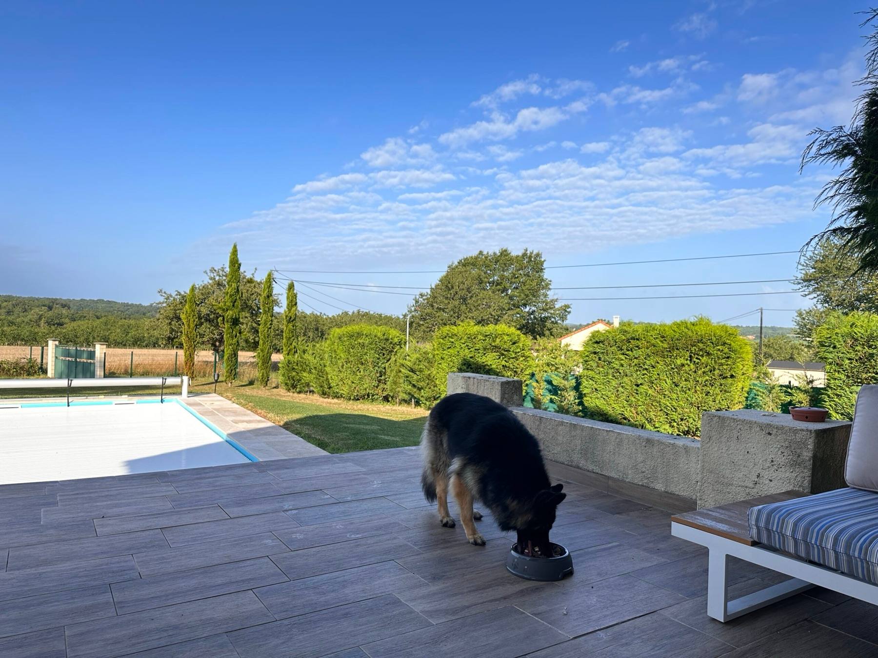 Arya eating from her bowl on a sunny holiday terrace beside a pool