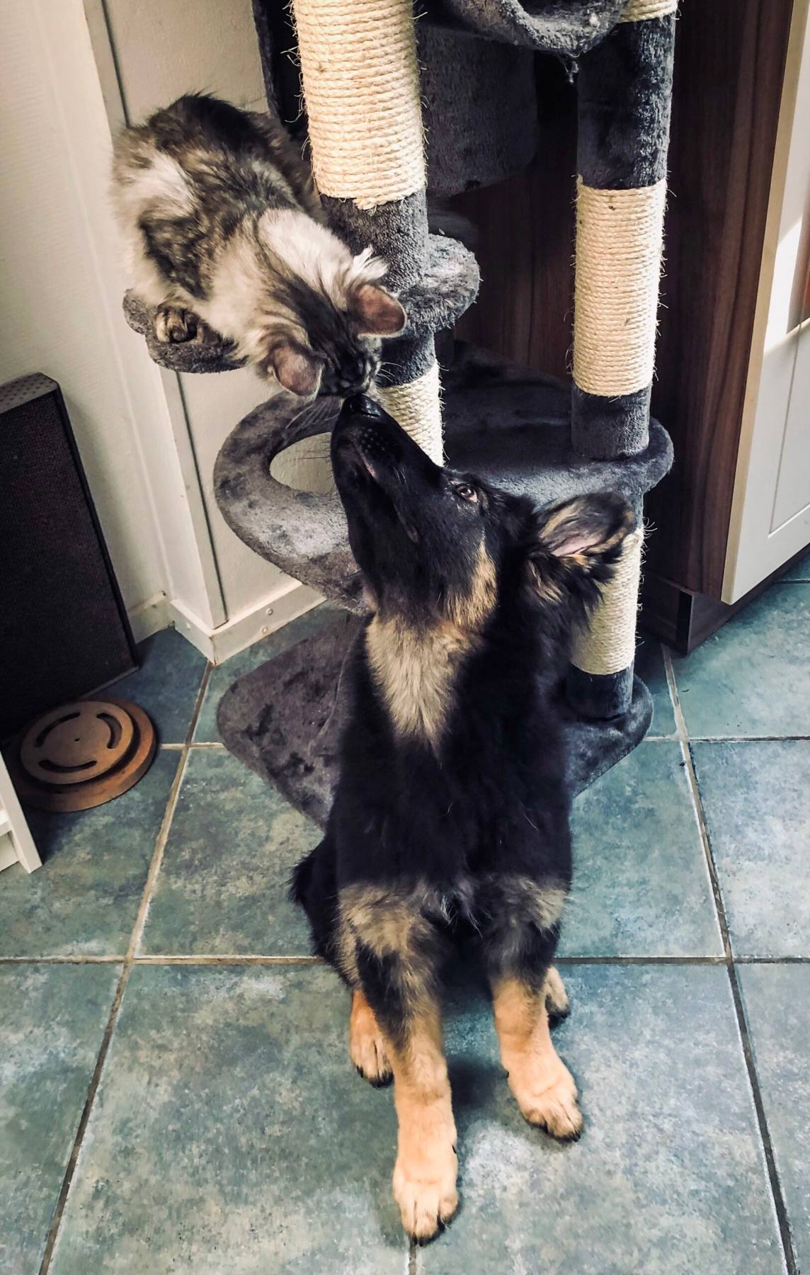 Arya as a young puppy stretching up to greet Sansa as a kitten on the cat tree