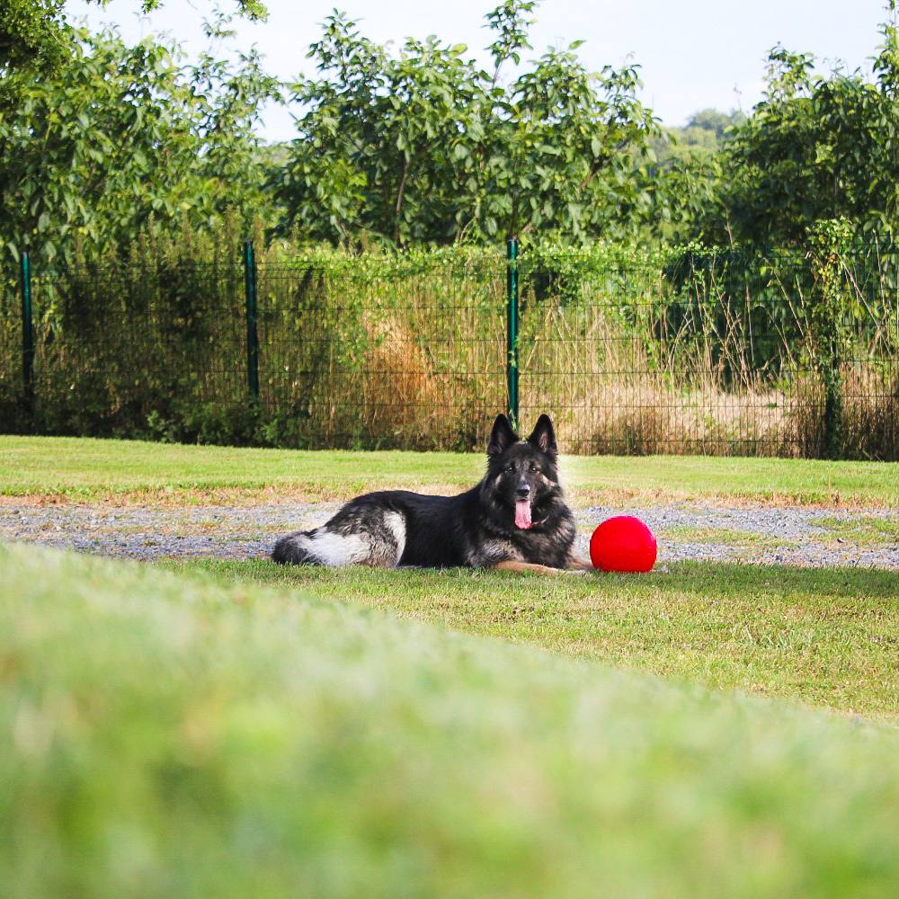 Arya lying on a lawn next to her red ball
