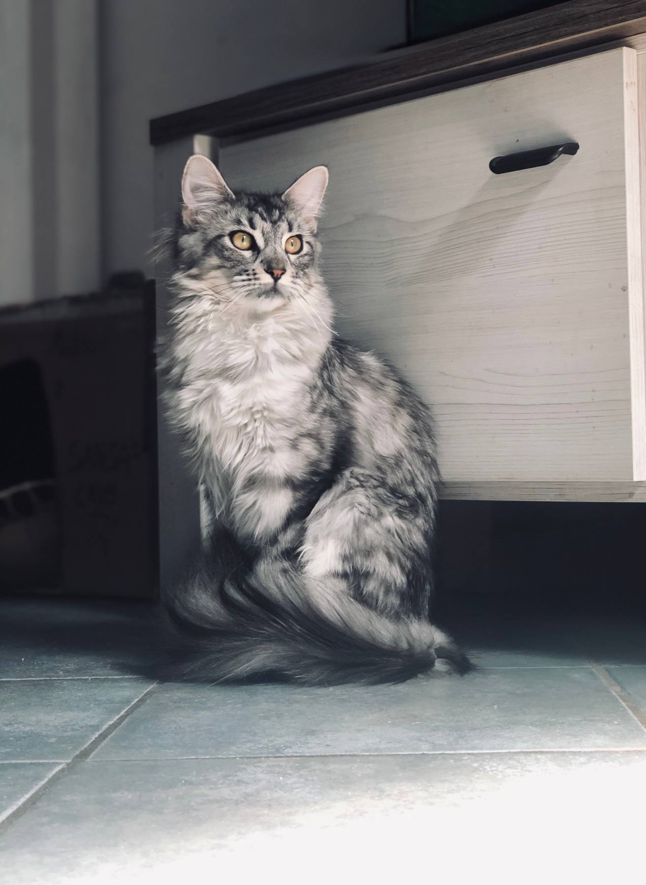 Sansa, a silver Maine Coon, sitting upright on a tiled floor in soft daylight