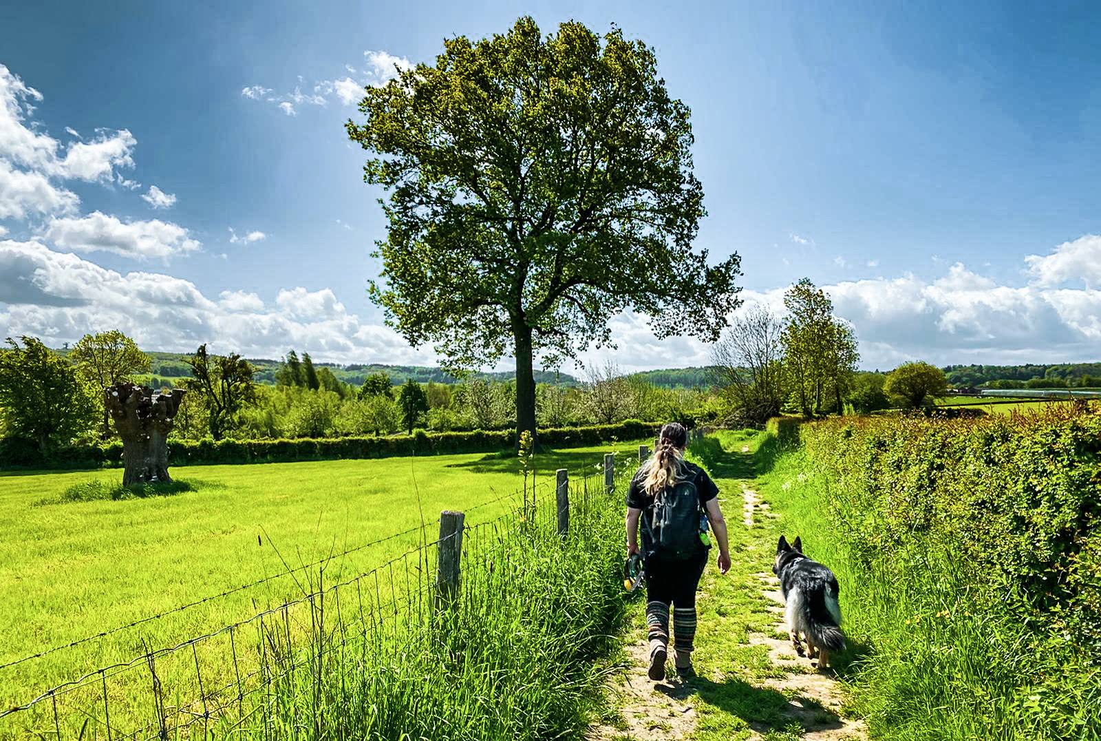 A lone tree on a hillside path in South Limburg